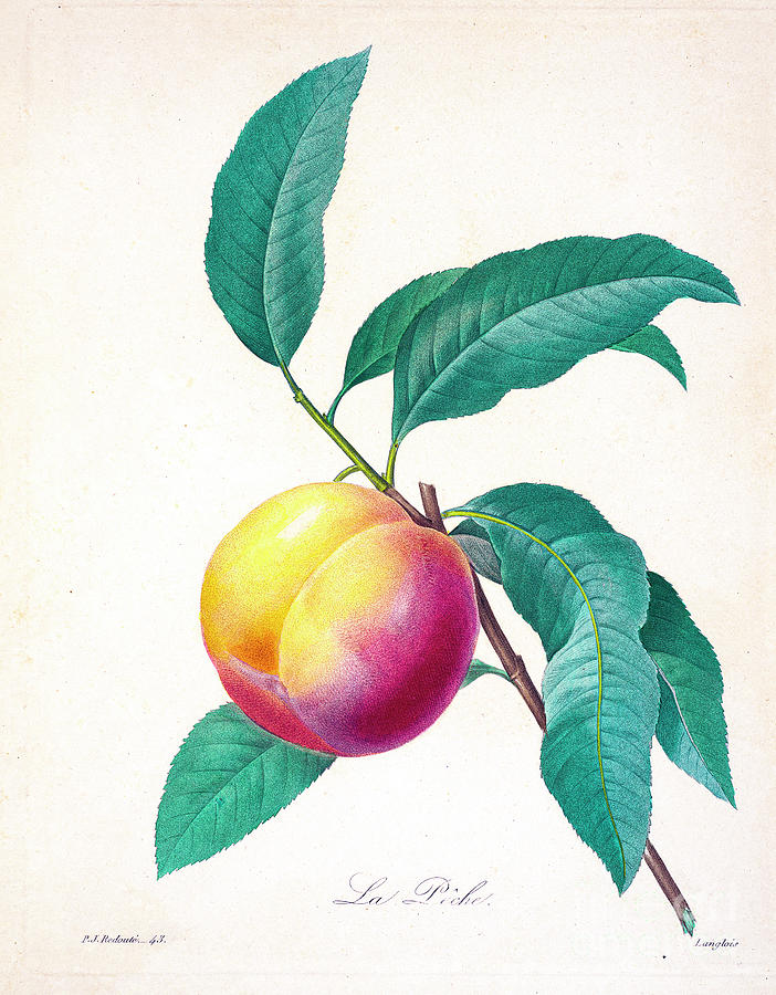 Peach Illustration 1827 R2 Drawing