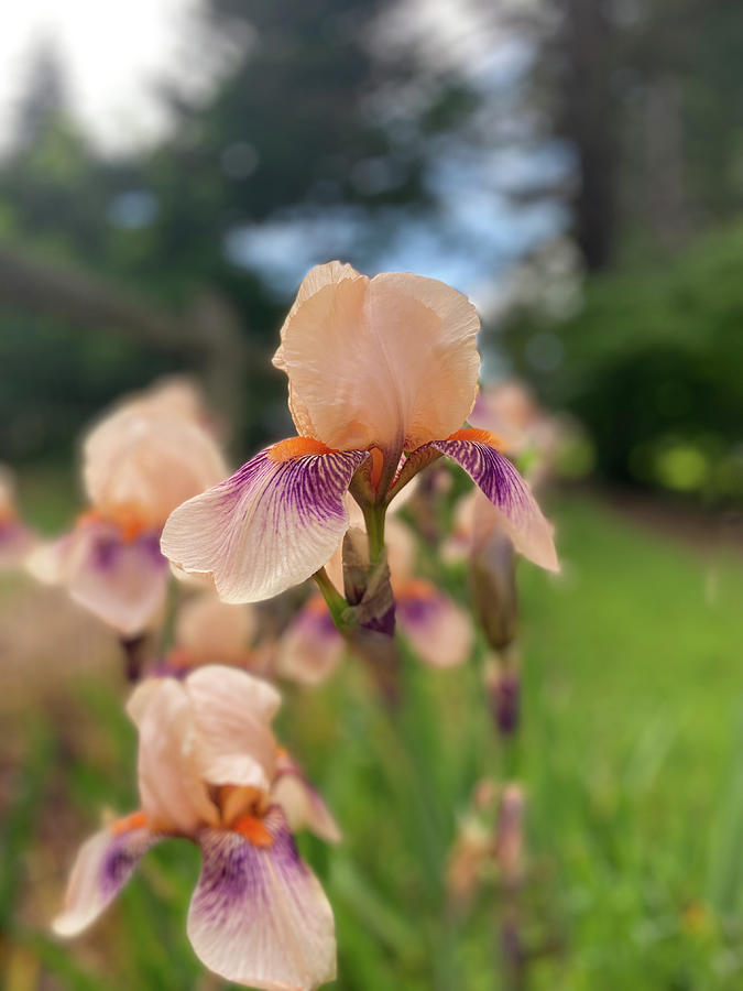 Peach Iris Photograph by Blenda Studio | Pixels