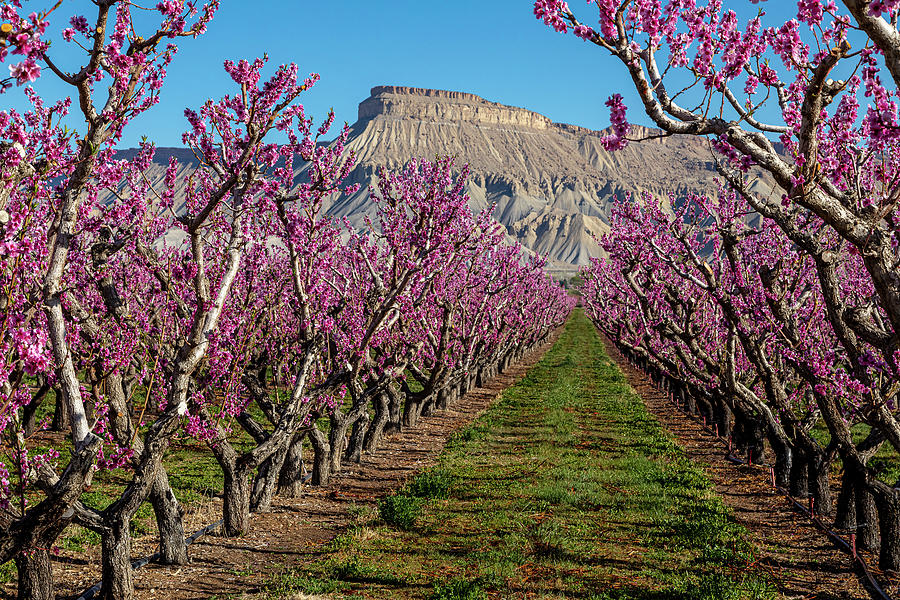Peach Orchard in Bloom Photograph by Teri Virbickis