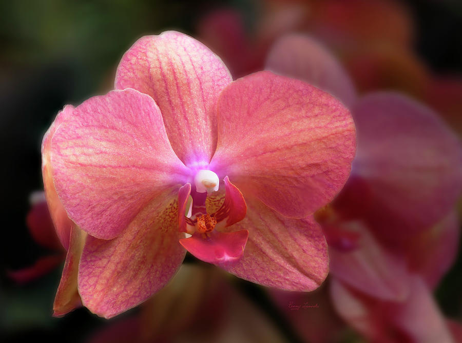 Peach Orchid Photograph by Penny Lisowski