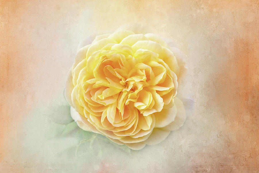 Peach Painted Rose Digital Art by Terry Davis