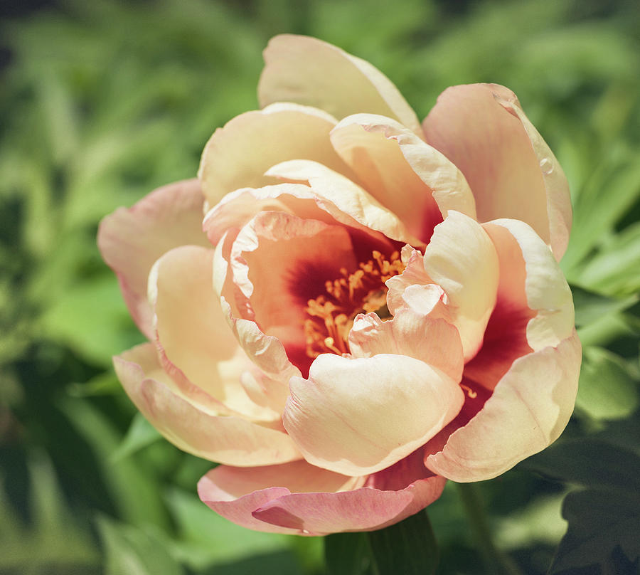 Peach Peony Photograph By Karen Varnas Pixels 2337