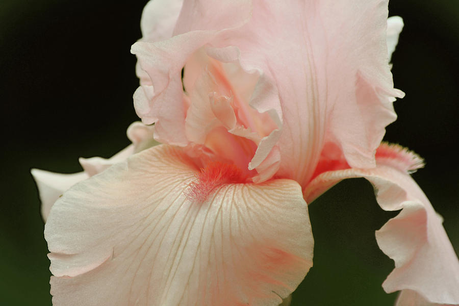 Peach Pink Iris Flower for Spring Photograph by Gaby Ethington