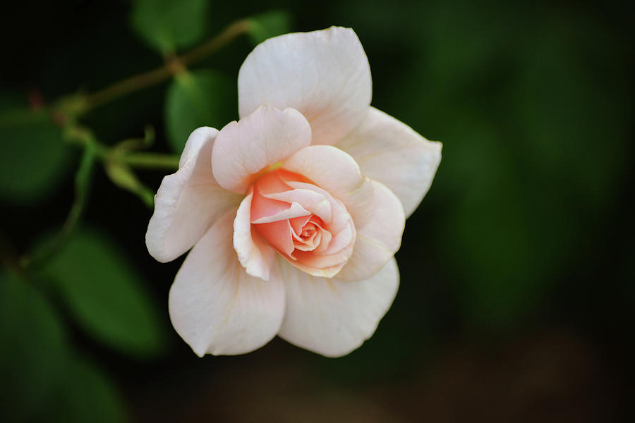 Peach Pink Miniature Rose Photograph by Gaby Ethington