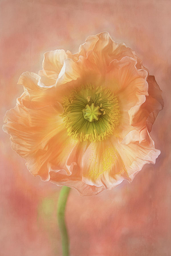 Peach Poppy Photograph by Cindi Ressler