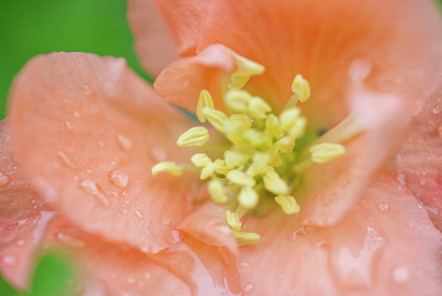 Peach Quince Blossom After Rain Photograph by Iris Richardson