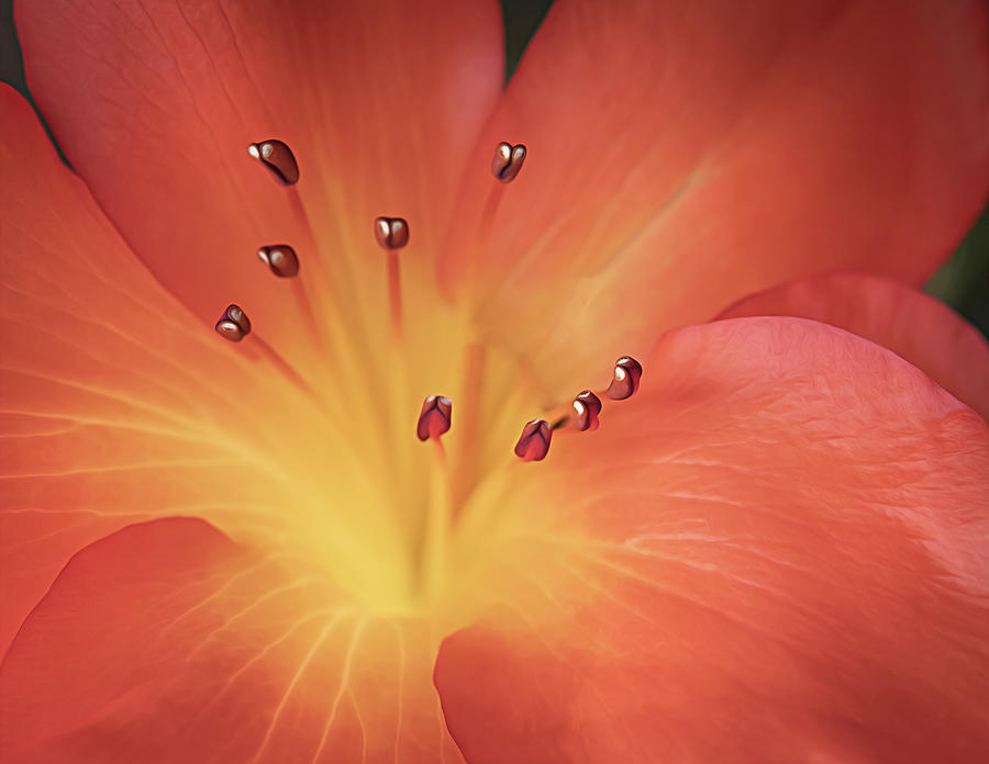 Peach Rhododendron  Photograph by Sylvia Goldkranz