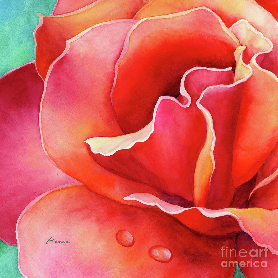 Peach Rose 2 - Close Up Painting by Hailey E Herrera