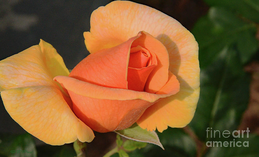 Peach Rose Beauty Photograph by Debby Pueschel