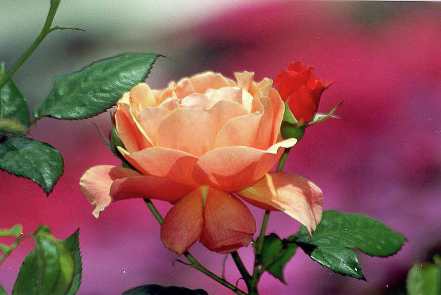 Peach Rose Photograph by Bonnie Colgan