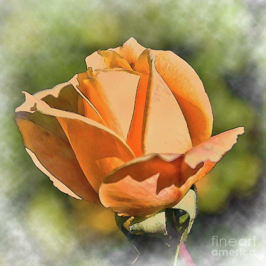 Peach Rose Bud In Watercolor Digital Art by Kirt Tisdale