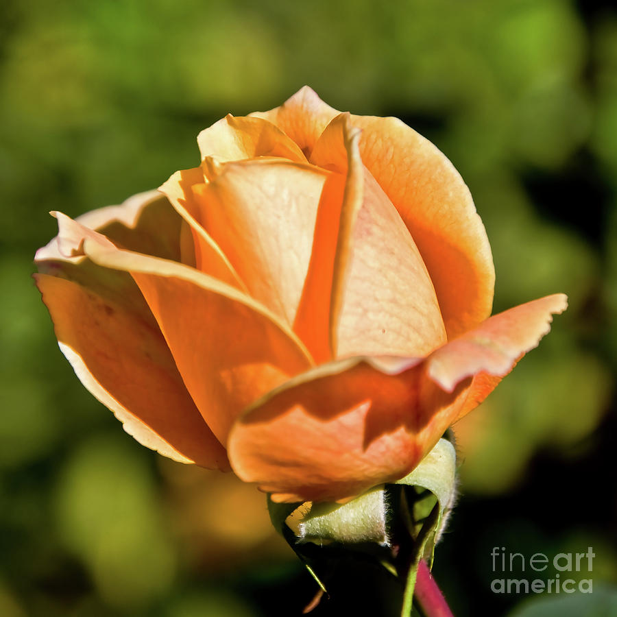 Peach Rose Bud Digital Art by Kirt Tisdale