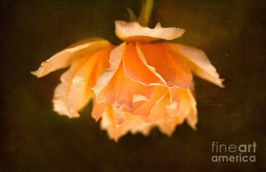 Peach Rose Drop Photograph by Sherry Davis