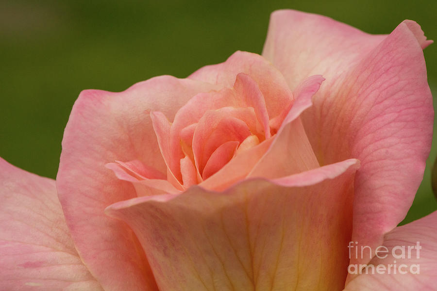 Spring Photograph - Peach Rose Opening by Nancy Gleason