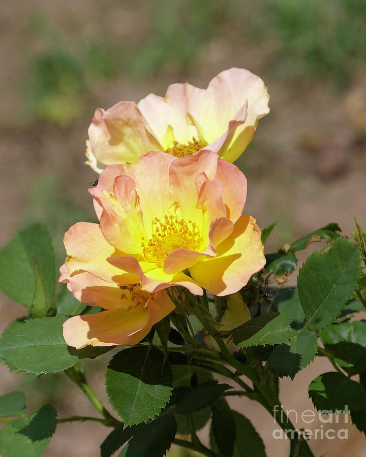 Peach Rose Photograph by Shirley Dutchkowski