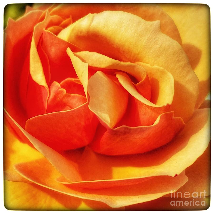 Peach Rose Photograph by Wendy Golden