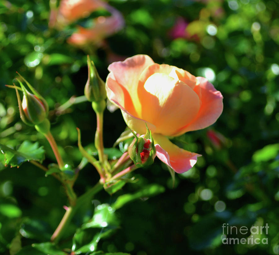 Peach Roses Photograph by Expressions By Stephanie