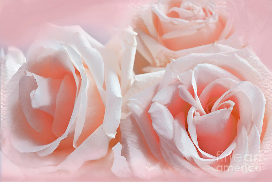 Peach Roses - Light And Lovely Photograph