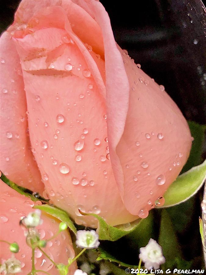 Peach Roses  Photograph by Lisa Pearlman