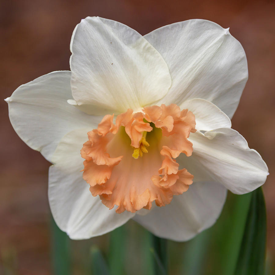 Peach Ruffles Daffodil Squared Photograph