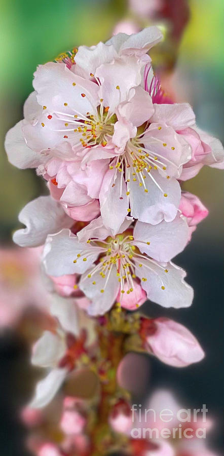 Peach Tree Blooms Photograph by Stephanie Hanson | Fine Art America