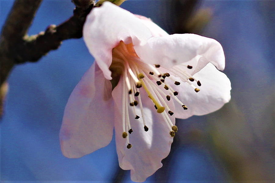 Peach Tree Blossom Photograph by Mary Poliquin - Policain Creations