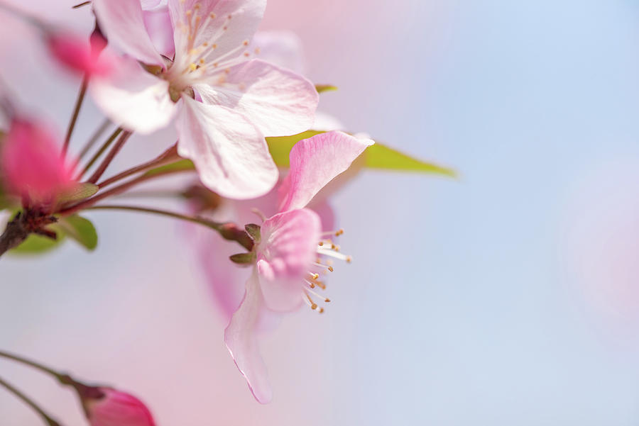Peach tree flowers against blue sky close-up view Photograph by Philippe Lejeanvre