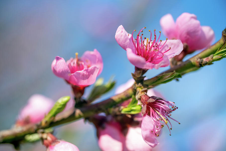 Peach tree flowers at spring Photograph by Mikhail Kokhanchikov