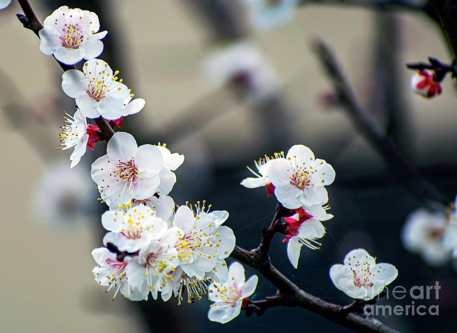 Peach Tree In Blossom Photograph by Nina Ficur Feenan