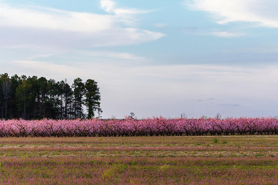 Peach Trees Photograph by Charles Hite