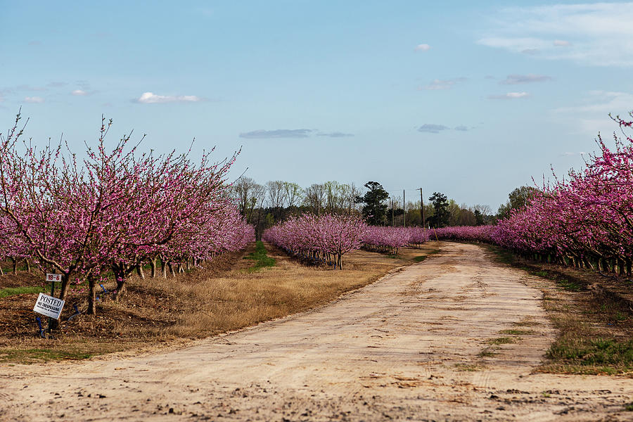 Peach Trees - Crossroad View Photograph by Charles Hite