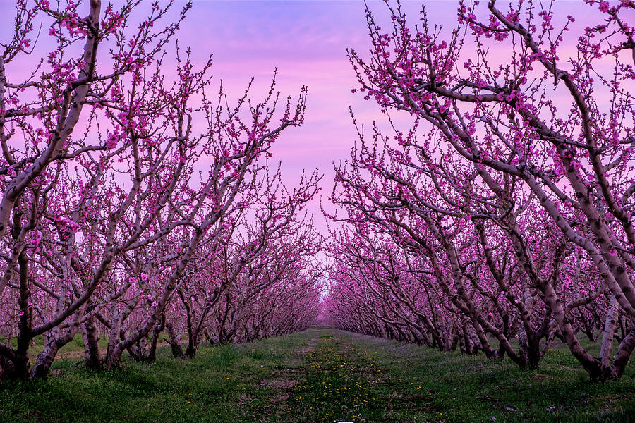 Peach Trees in Blossom at a Pink Sunset Photograph by Alexios Ntounas