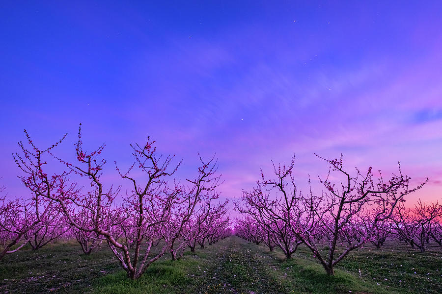 Peach Trees In Blossom At Blue Hour Photograph