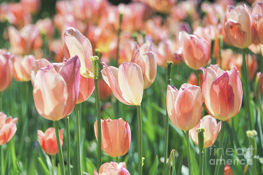Peach Tulips  Photograph by Andrea Anderegg