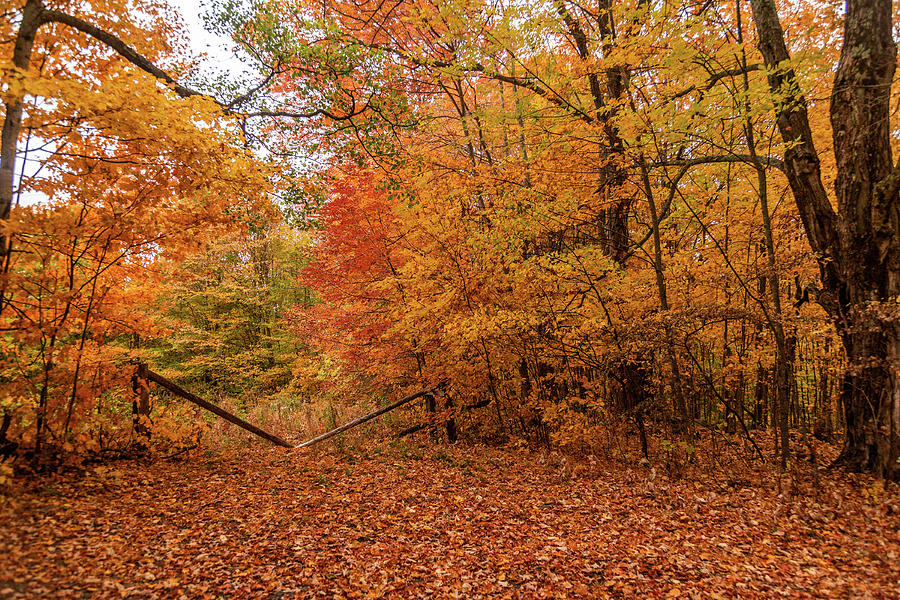 Peacham - Autumn Carpet Photograph by Tim Kirchoff