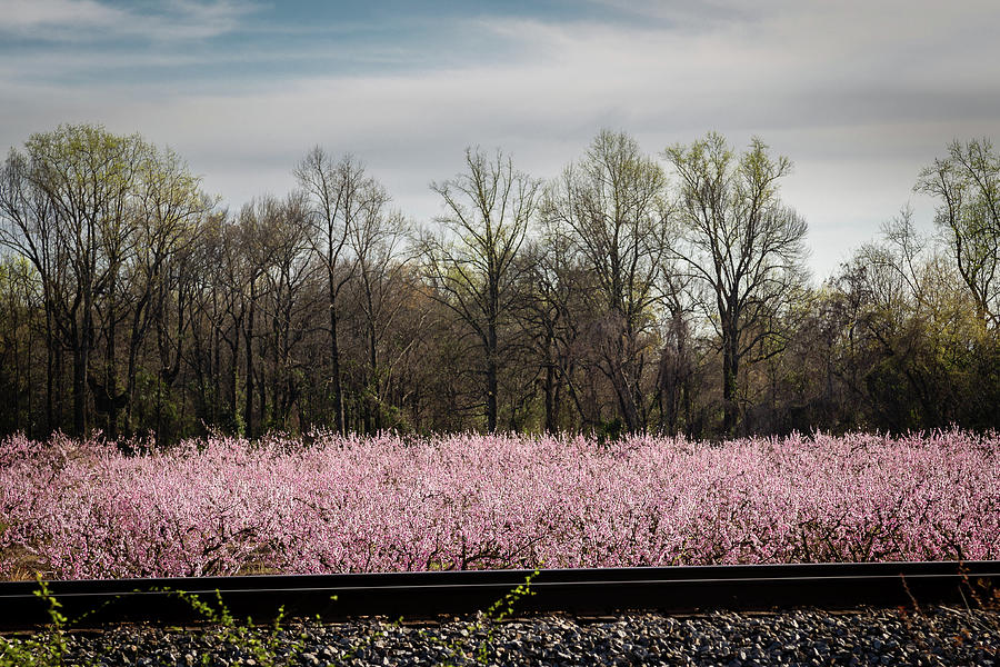 Peaches Across the Tracks Photograph by Charles Hite