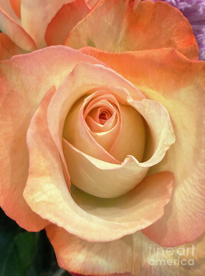 Peaches And Cream Rose Photograph by Lois Bryan Peaches And Cream Rose Photograph by Lois Bryan