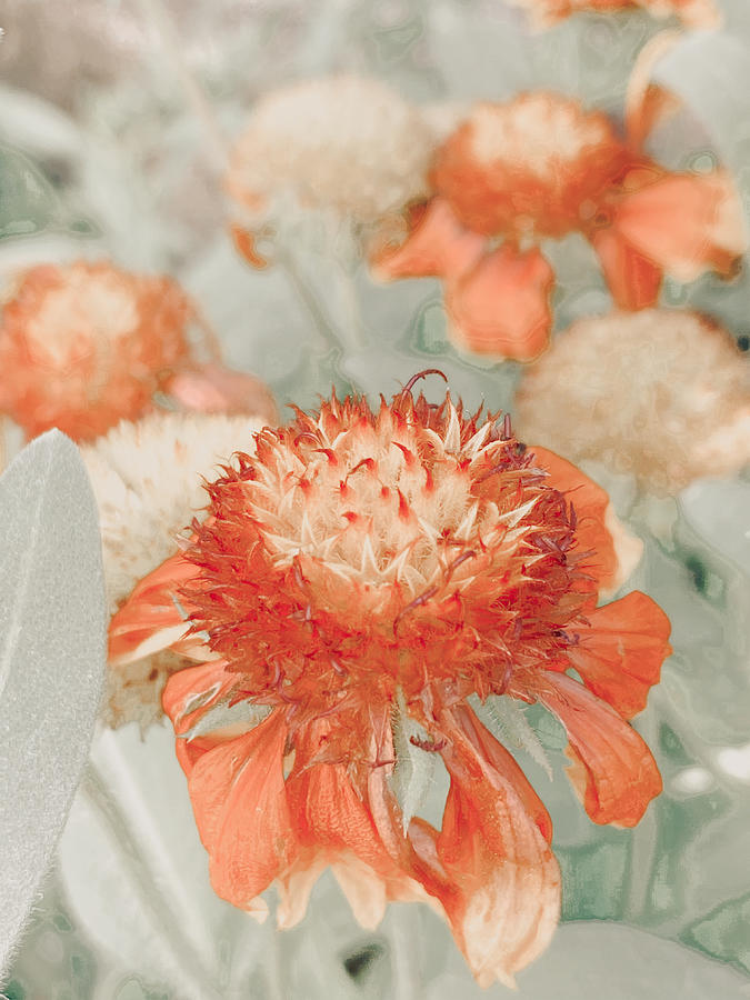 Peachy Floral No 2 Mixed Media by Bonnie Bruno