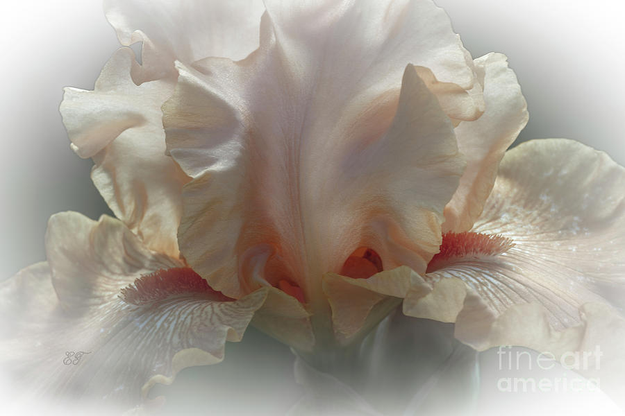 Peachy Iris Photograph by Elaine Teague
