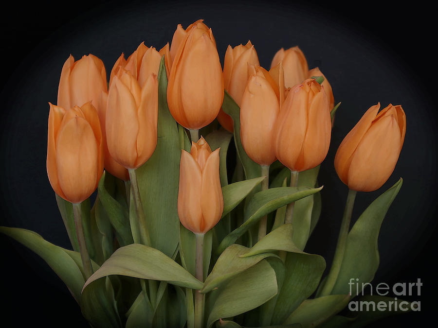 Peachy Keen Tulips Photograph by Ann Horn