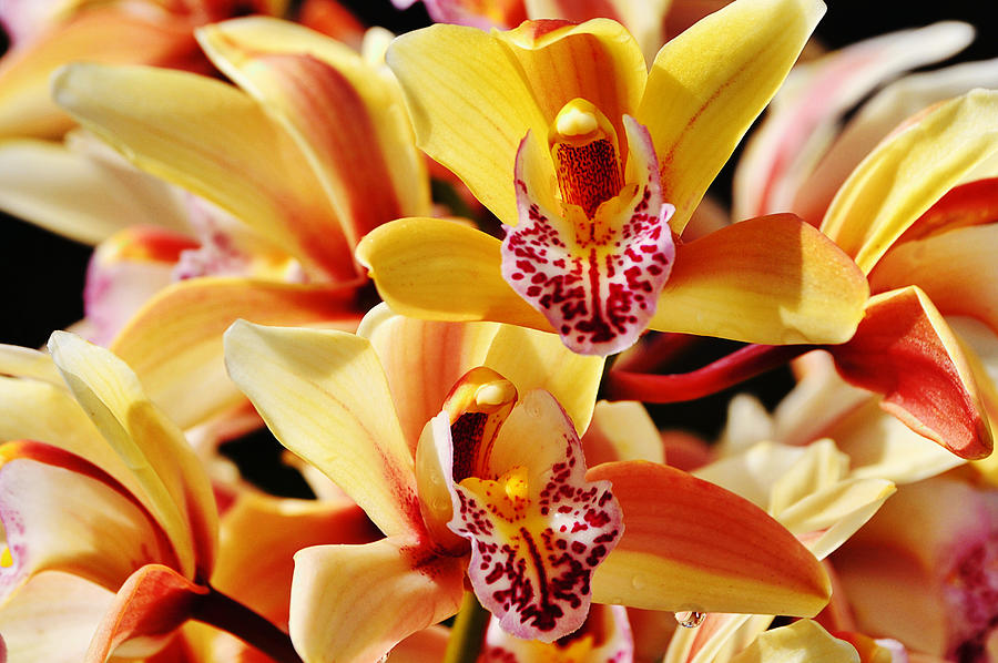 Peachy Orange Cymbidium Orchids Photograph by Gaby Ethington