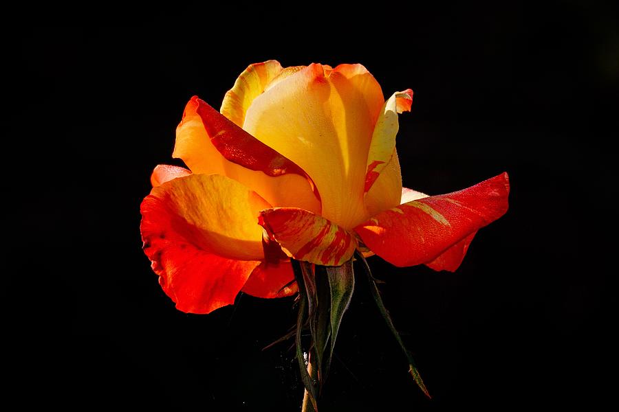 Peachy Orange Rose Photograph