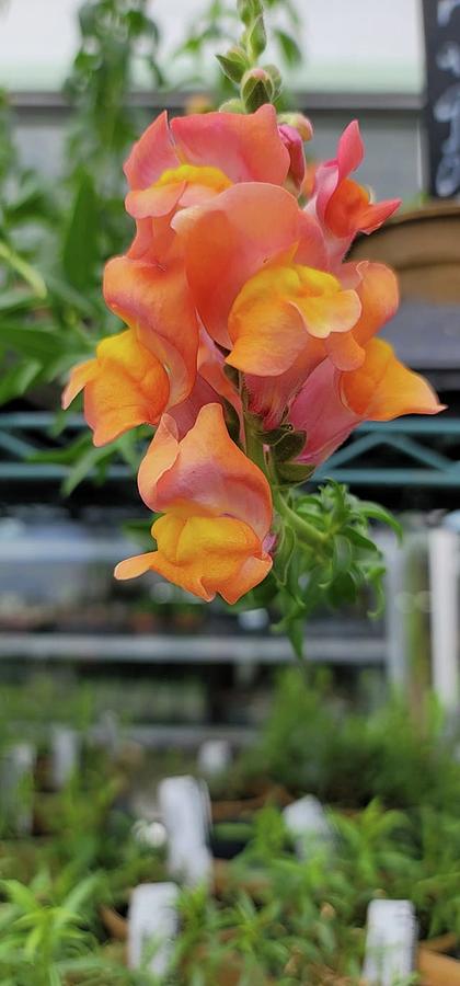 Peachy Orange Snapdragon Photograph by Charlotte Gray - Fine Art America