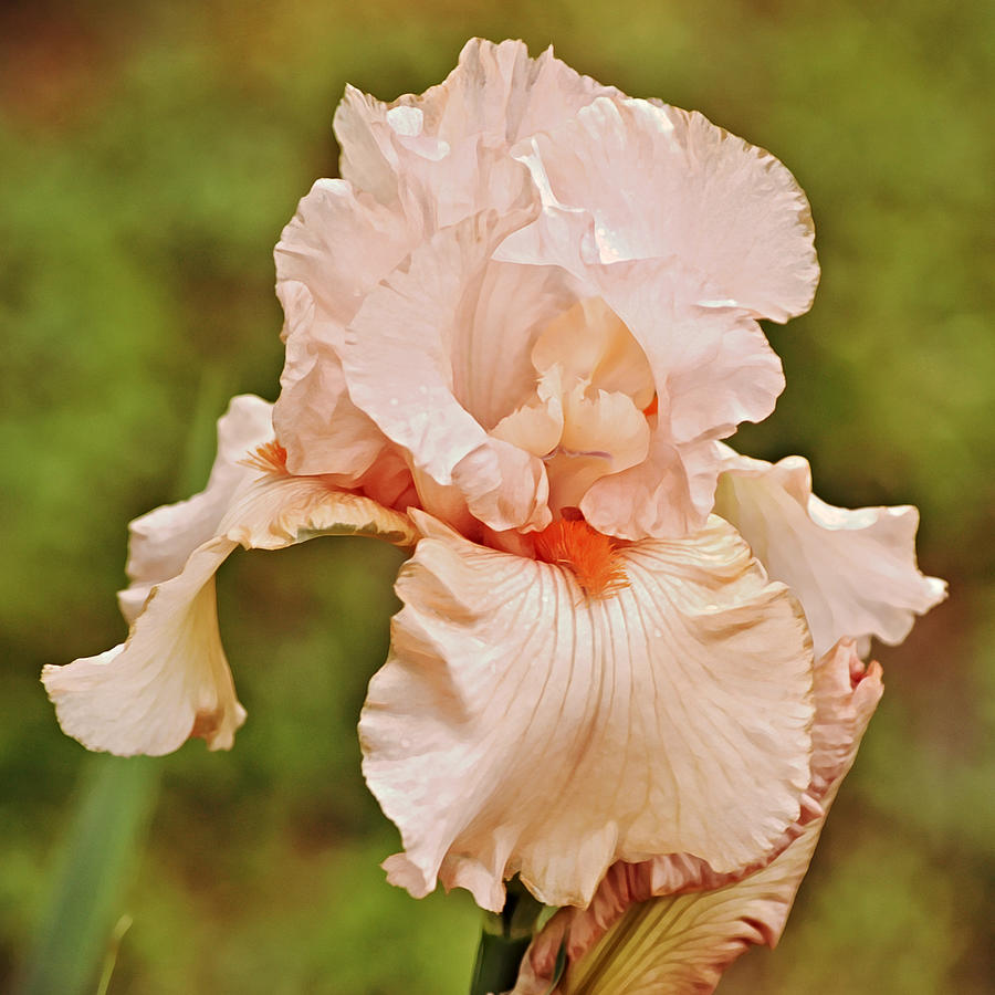 Peachy Pink Iris Squared Photograph by Gaby Ethington
