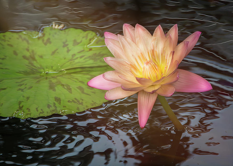 Peachy Pink Lotus Waterlily Flower Photograph