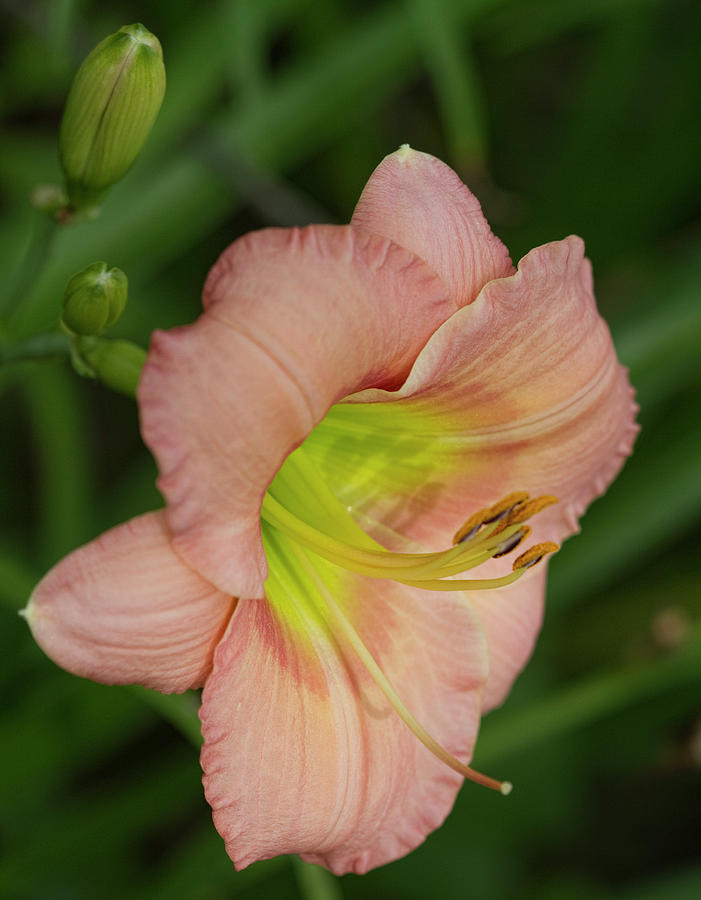 Peachy Pink Ruffled Daylily Photograph by Kathy Clark