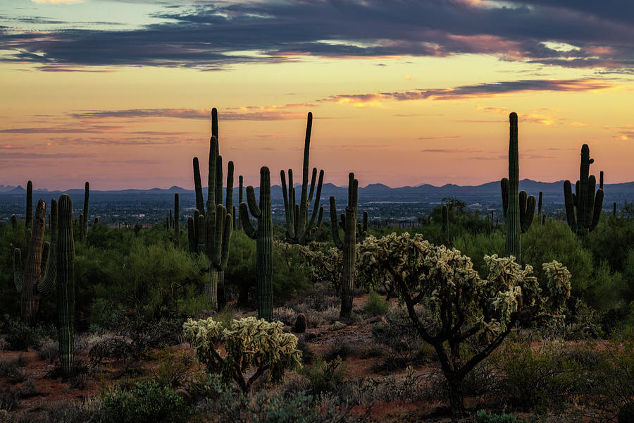 Peachy Sunset In The Sonoran Photograph by Saija Lehtonen - Fine Art ...