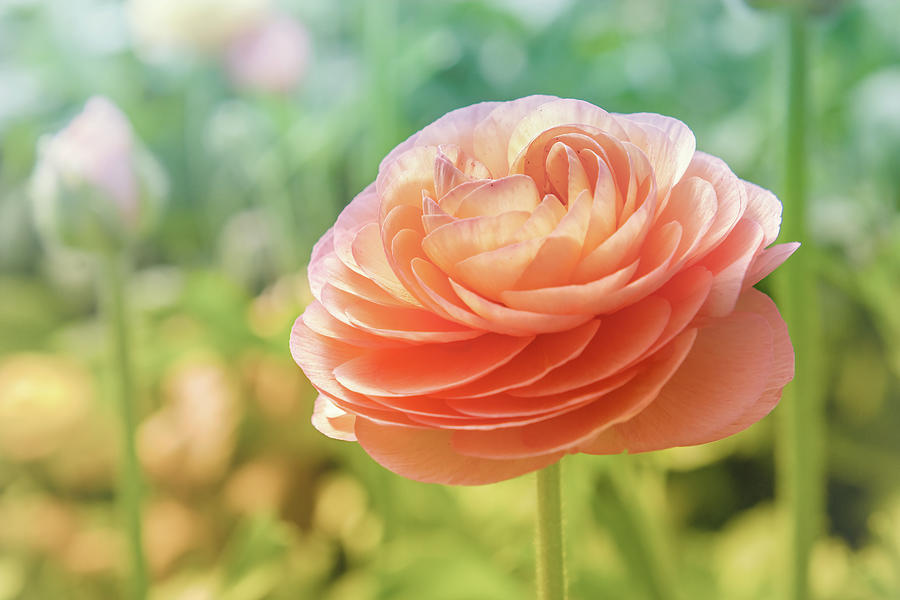 Peachy Sunshine Flower Digital Art by Terry Davis