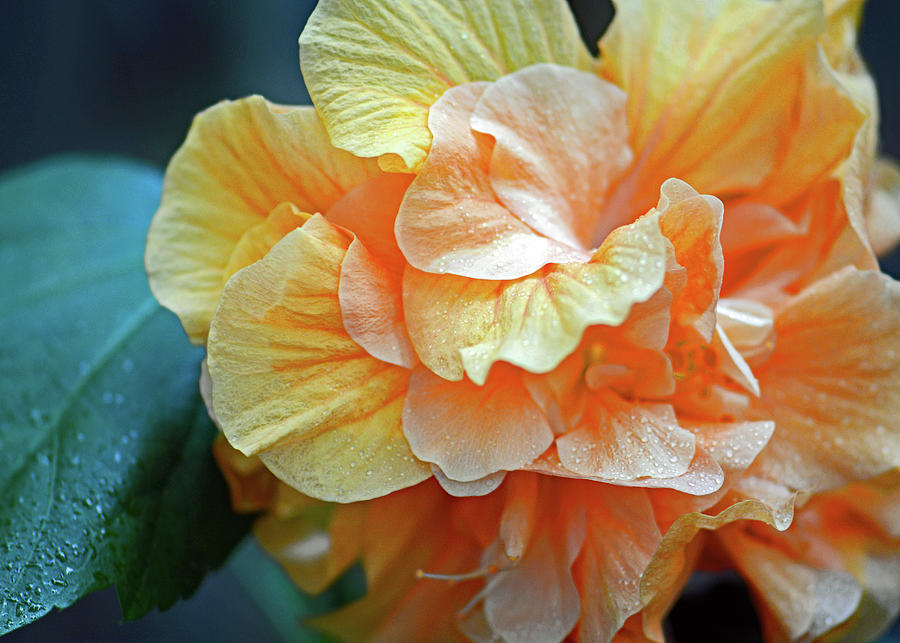 Unique Photograph - Peachy Yellow. Ruffled Hibiscus Macro by Connie Fox