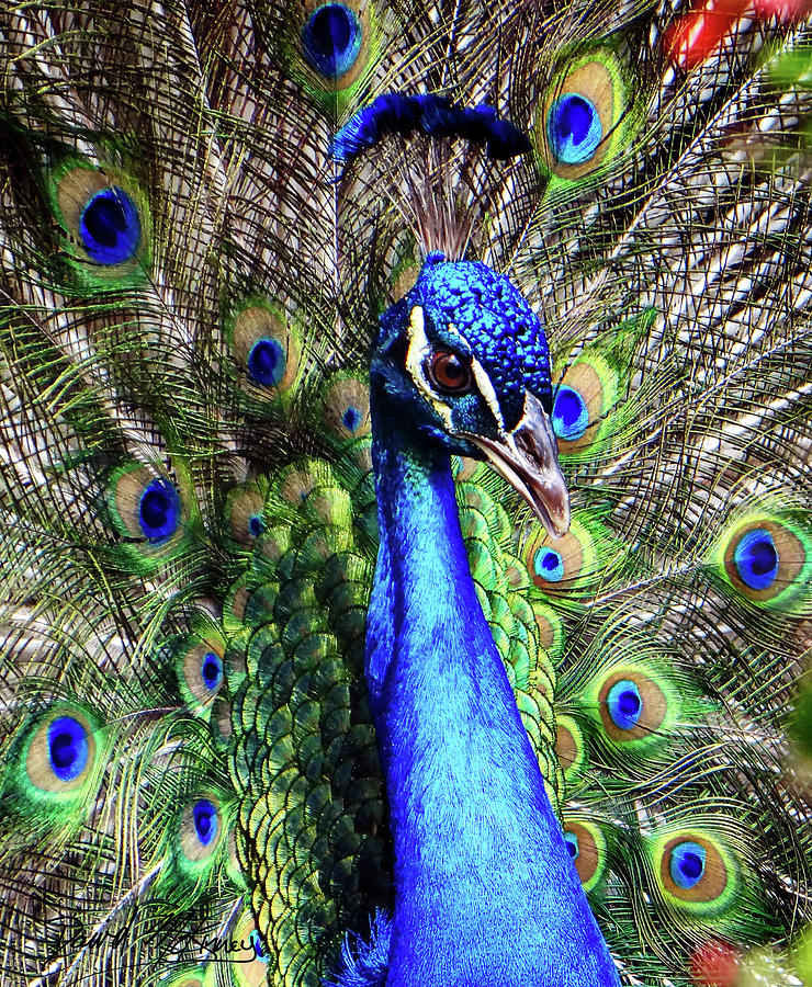 Peacock Photograph - Peacock 1 by David McKinney